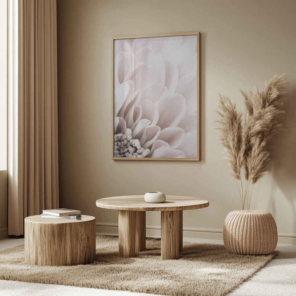 Chrysanthemum No 03 | Poster