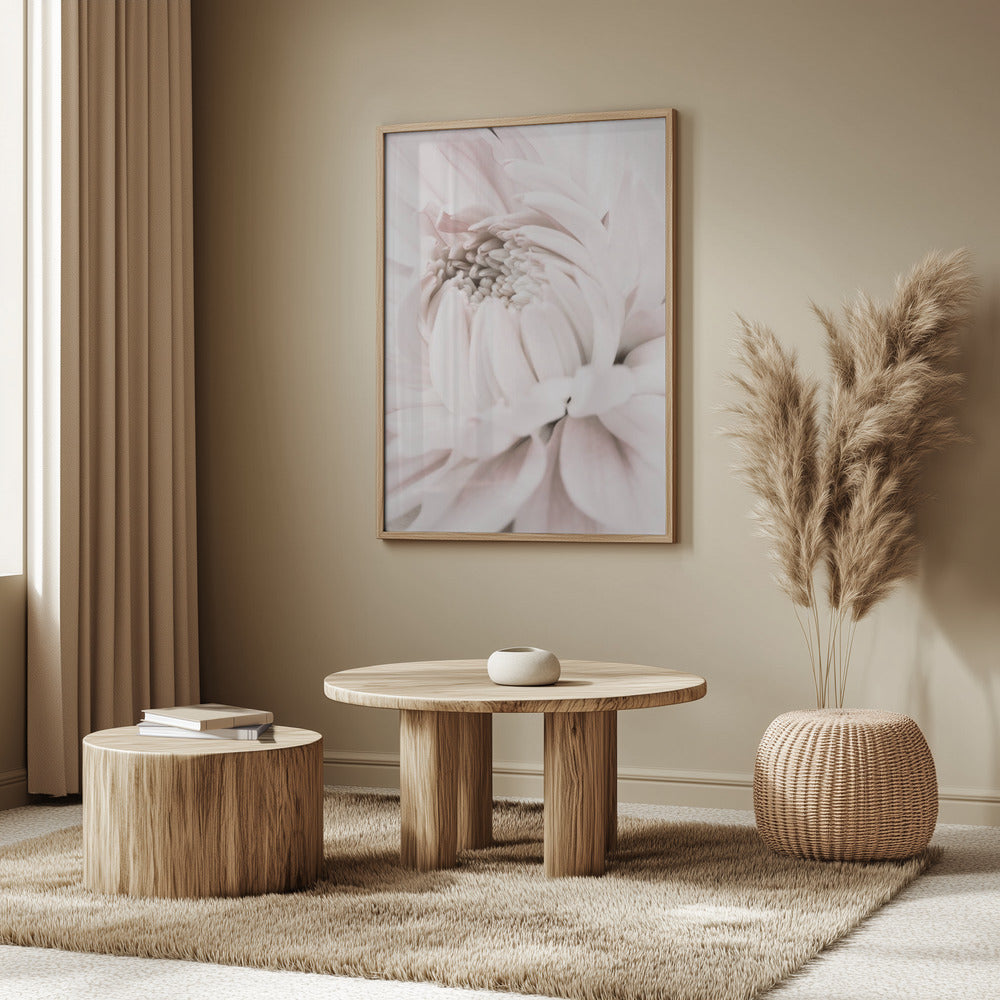 Chrysanthemum No 05 | Poster