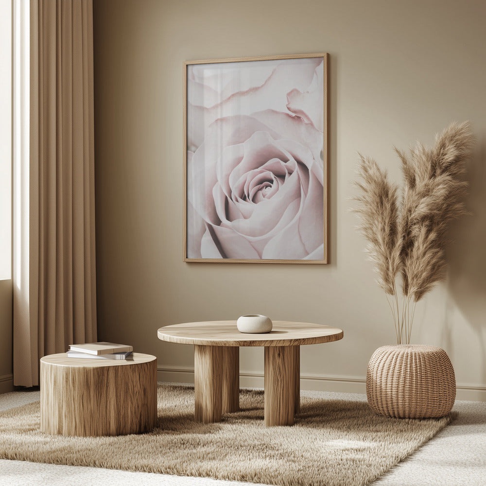 Pink Rose No 05 | Poster