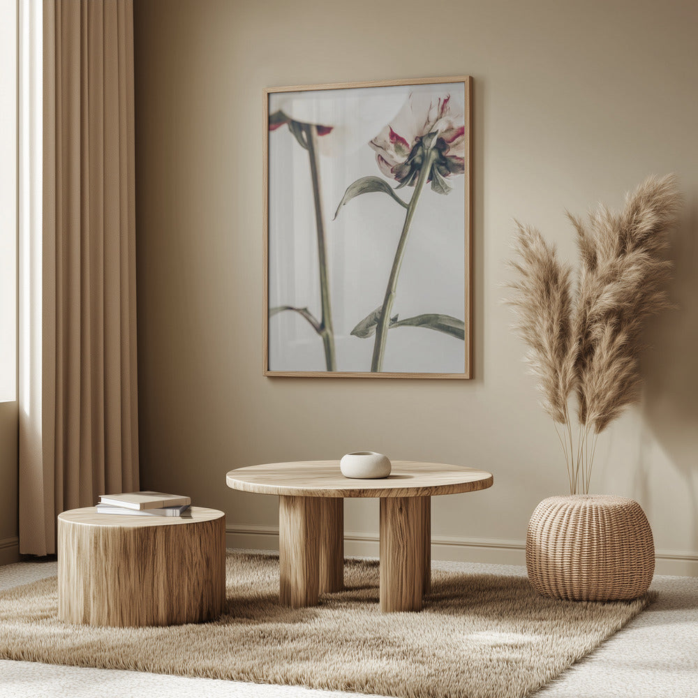 Peony 01 | Poster