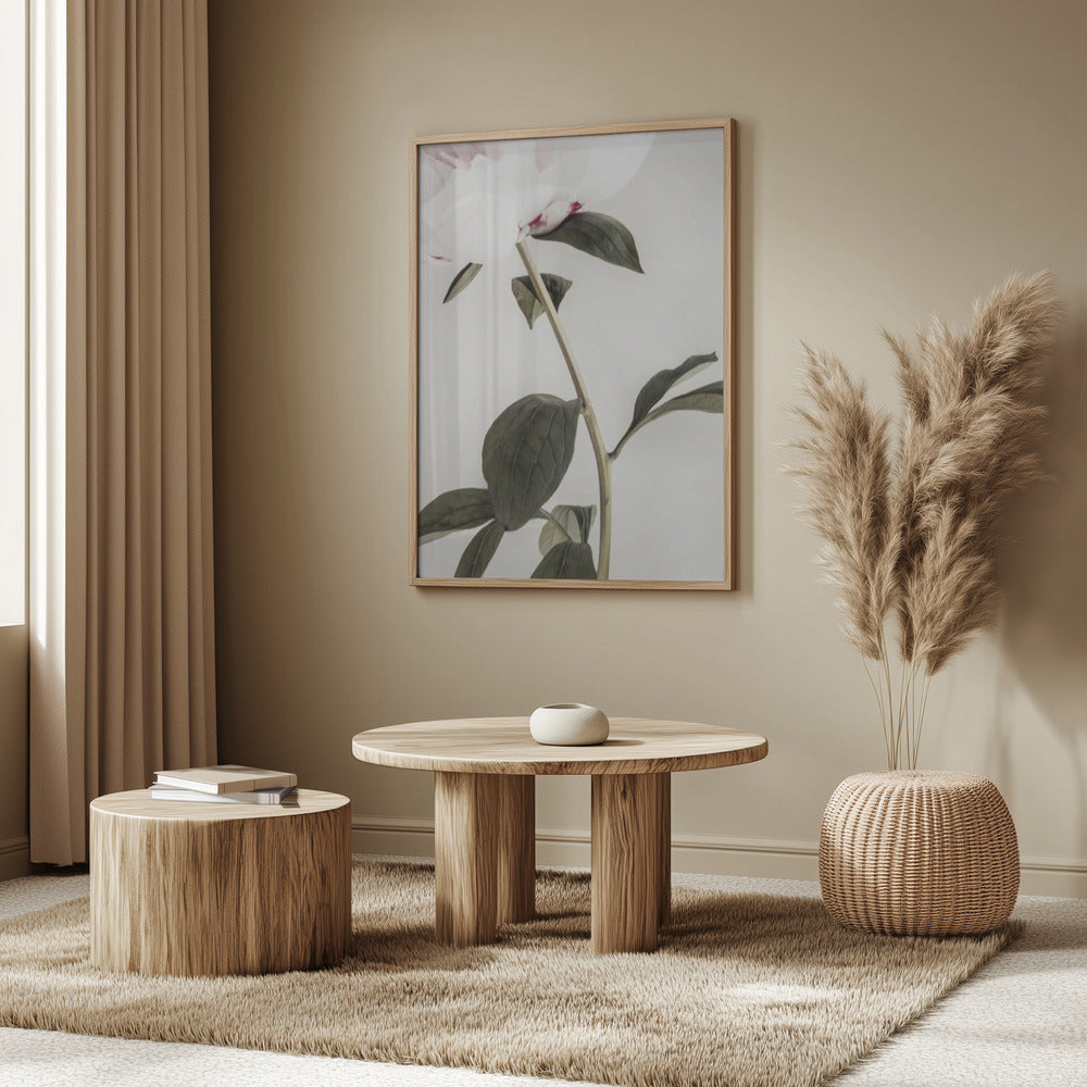 Peony 09 | Poster