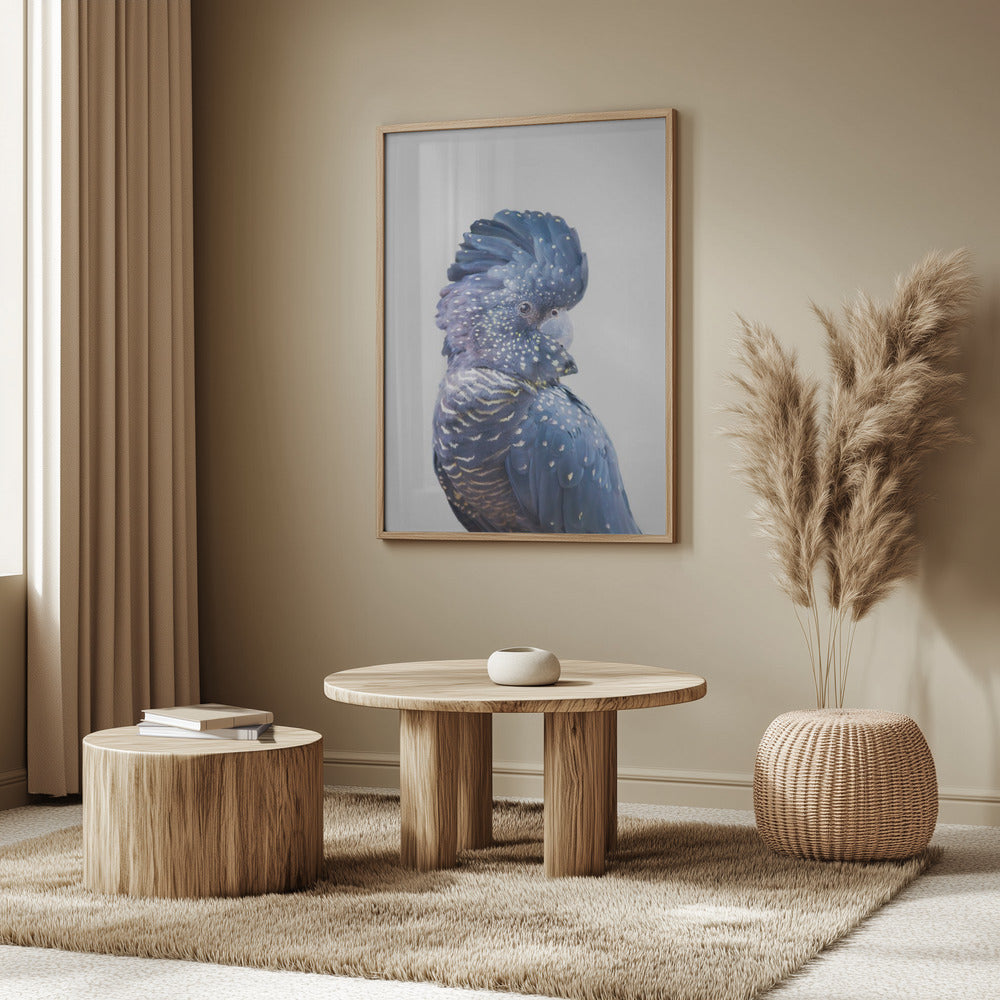 Schwarzer Kakadu | Poster - Kunstdruck