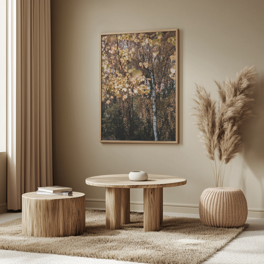 Herbstbirke | Poster