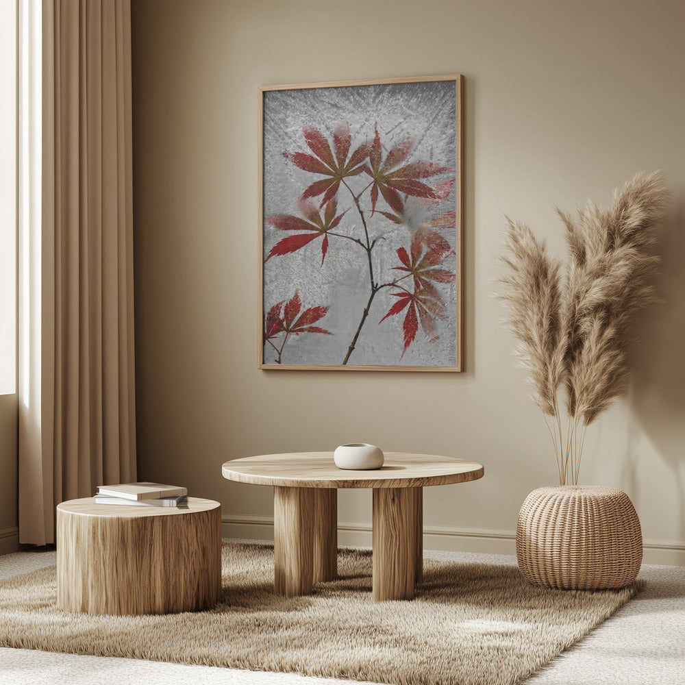 red maple | Poster
