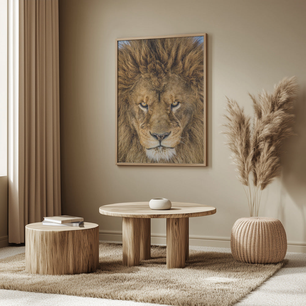 Serious Lion | Poster