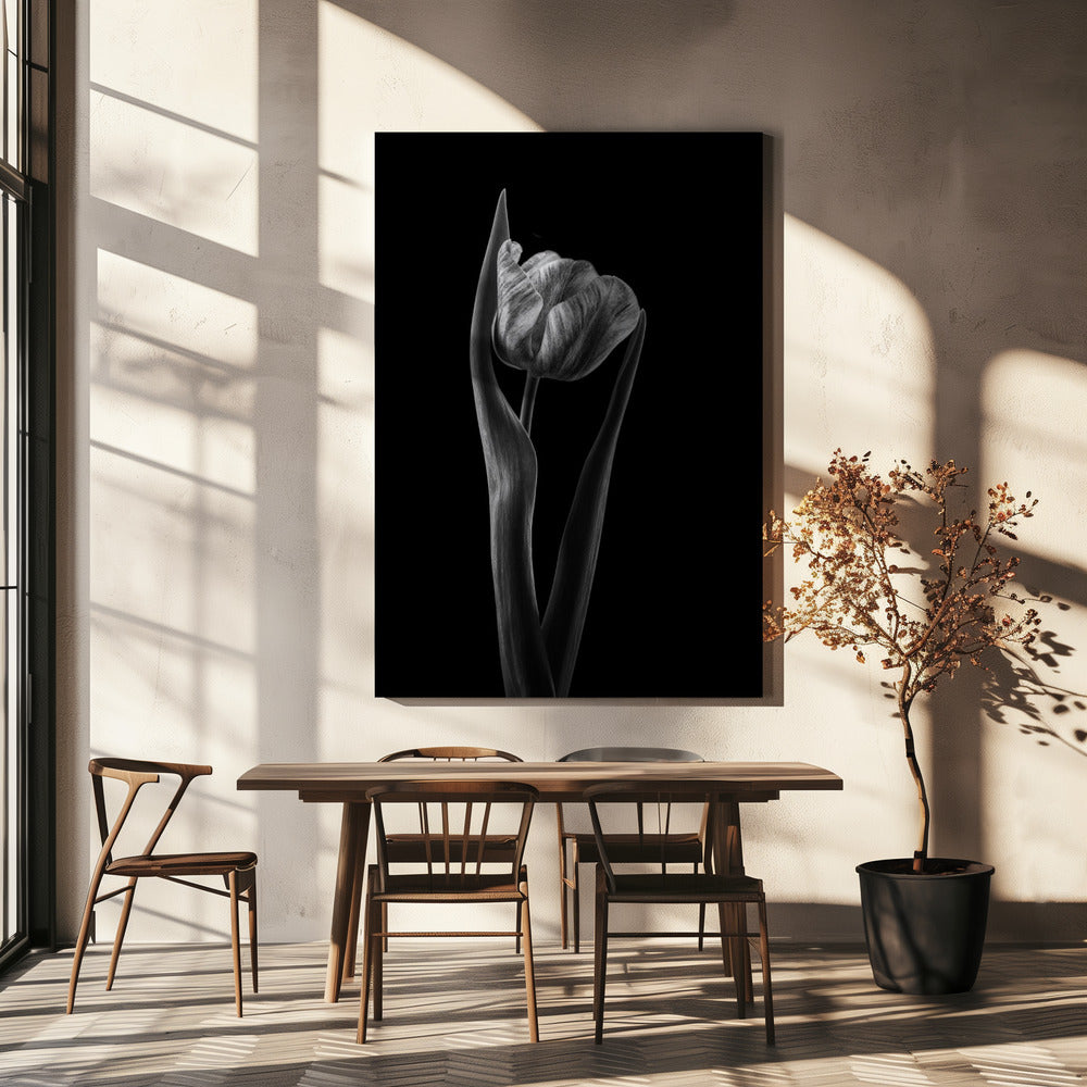 Rembrandt-Tulpe | Leinwand-Bilder