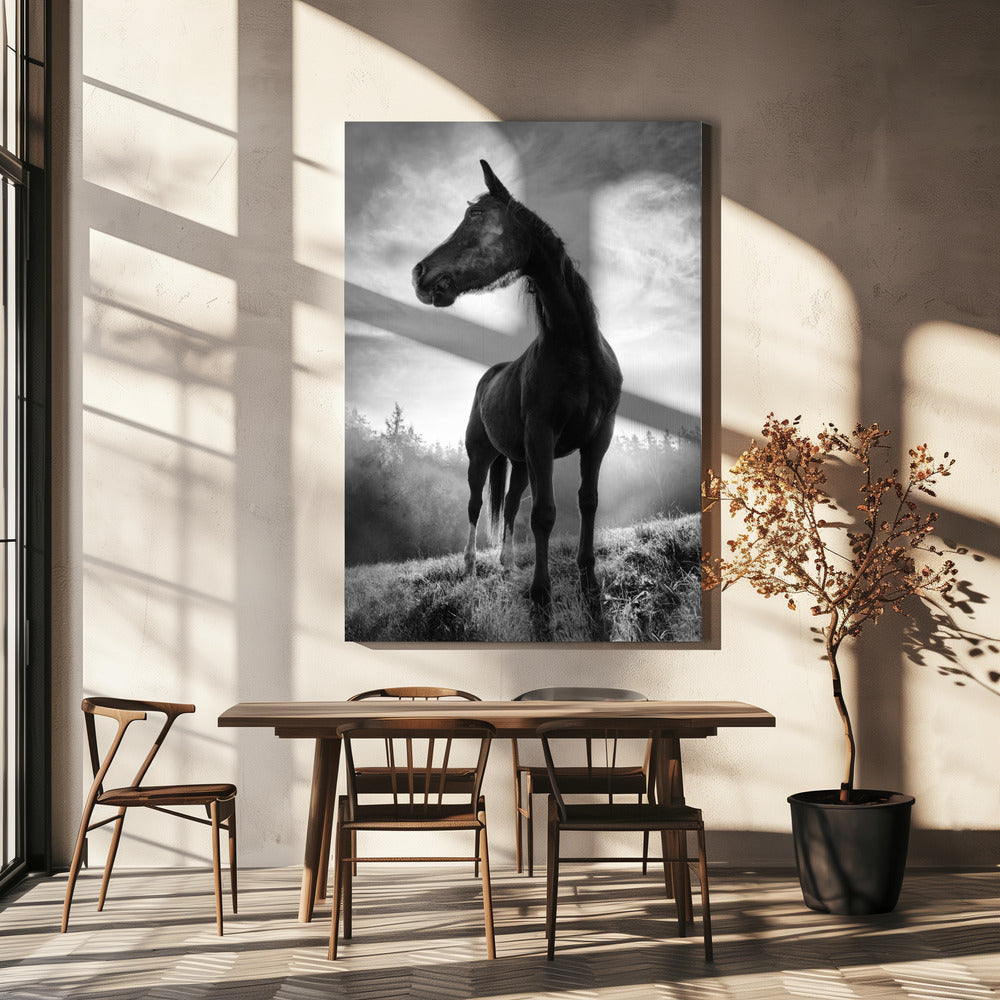 Hintergrundbeleuchtung Pferd | Leinwand-Bilder