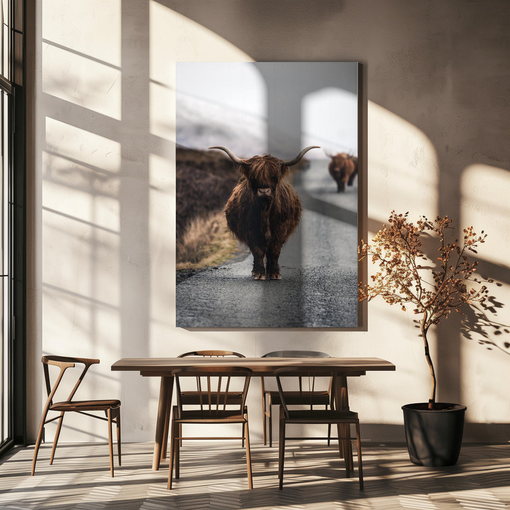 Kuh | Leinwand-Bilder