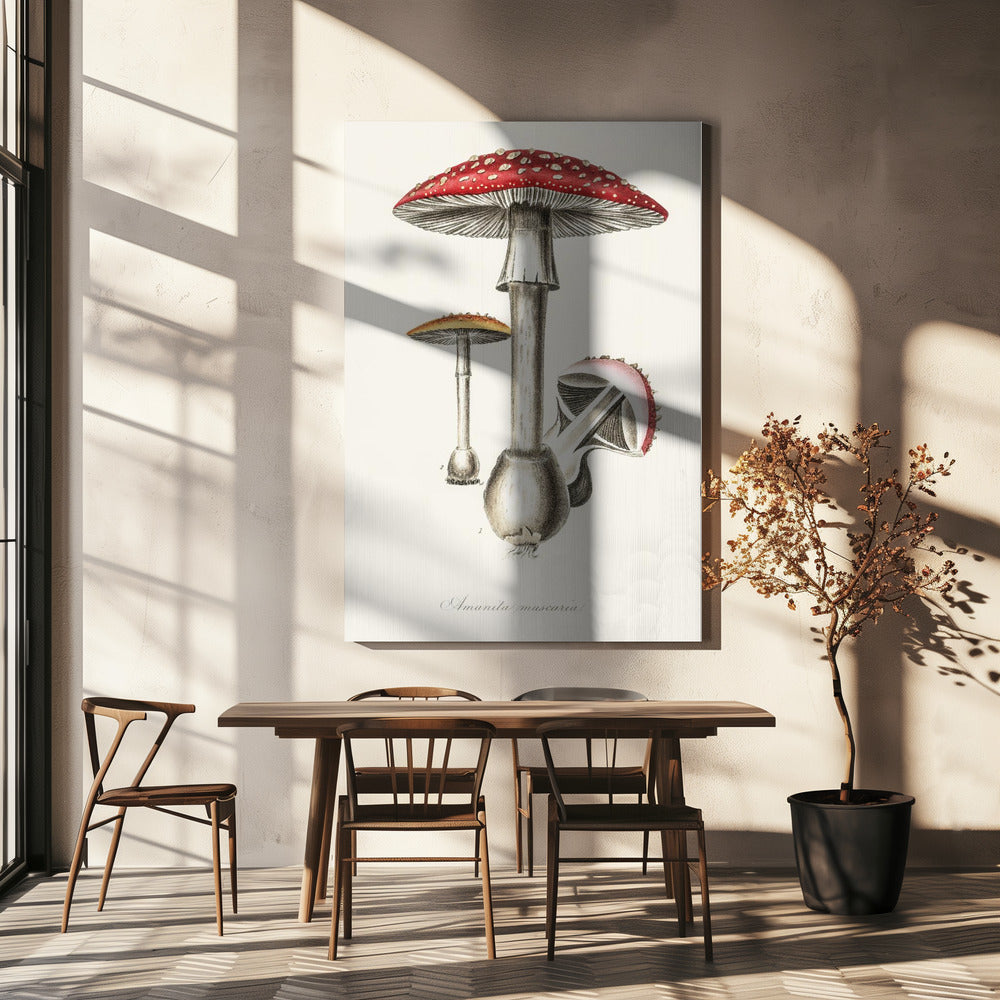 Amanita Muscaria kuvitus. Lääketieteellinen kasvitiede 1836 | Canvastaulut