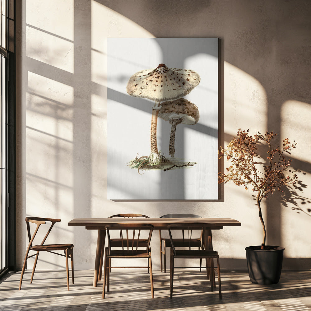 Hand Drawn Parasol Mushroom | Canvas