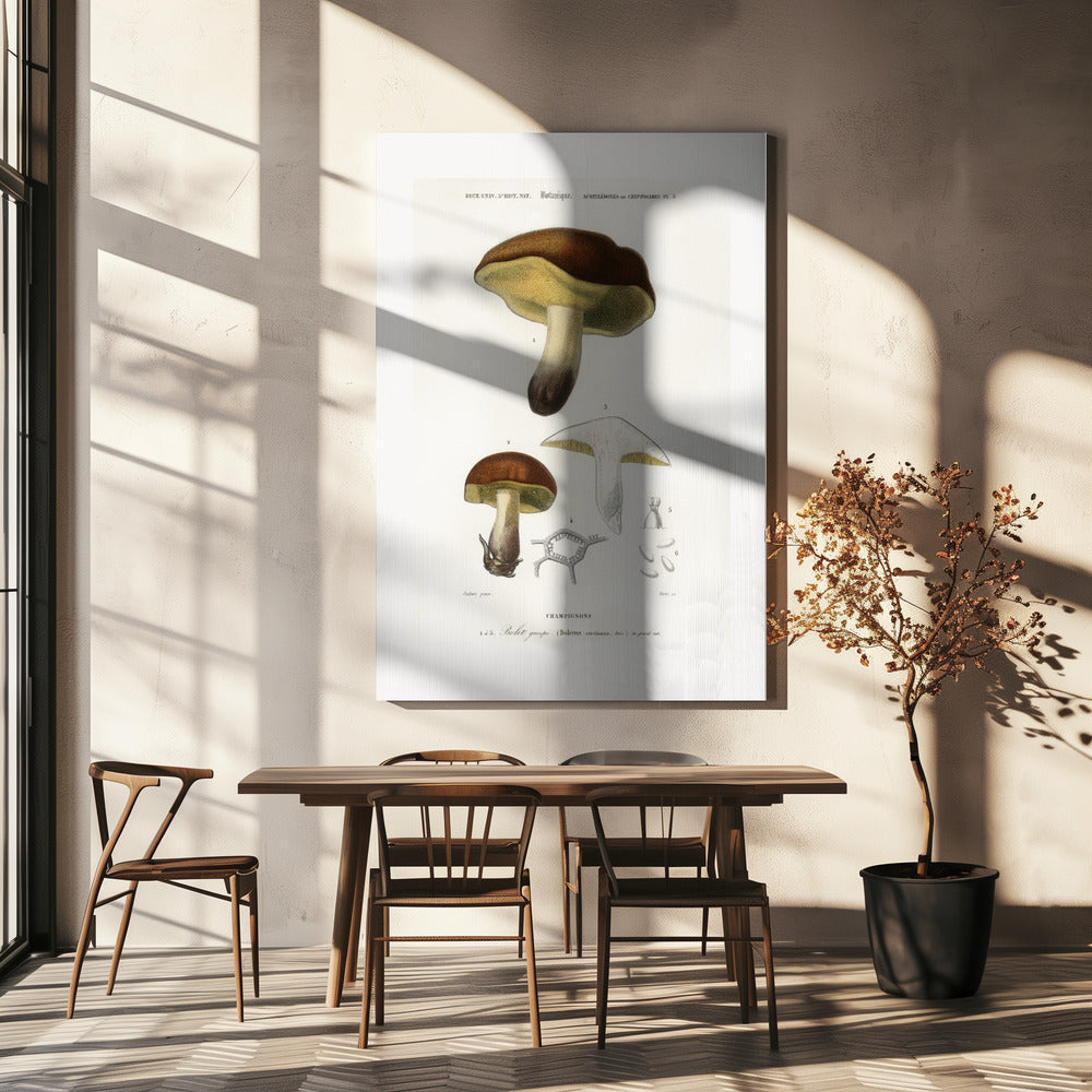 Mushroom (boletus Circinans) | Canvas