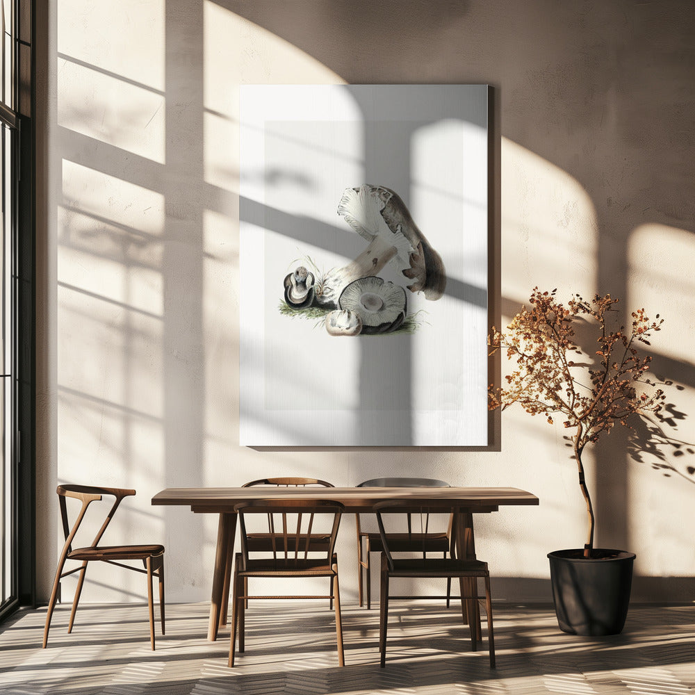 Vintage Agaricus Augustus Mushroom 50x70 | Canvas