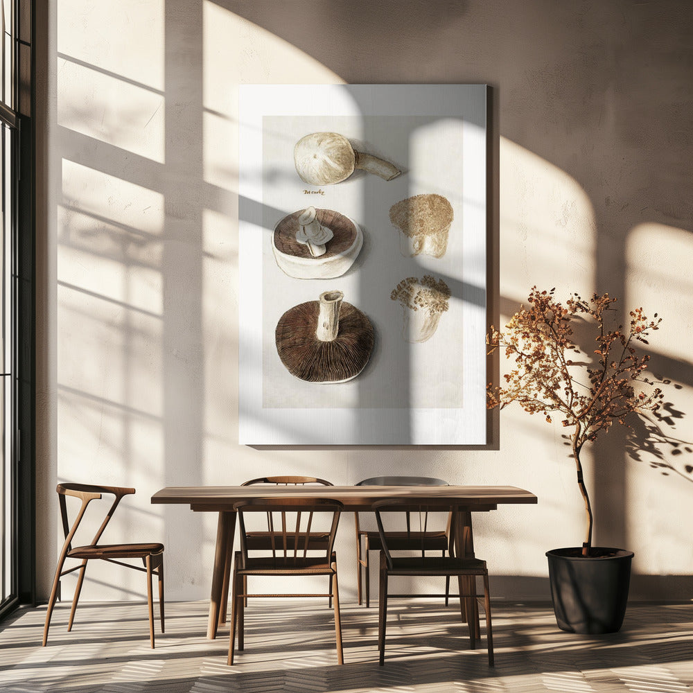 Niittysieni, Agaricus Campestris seisova | Canvastaulut