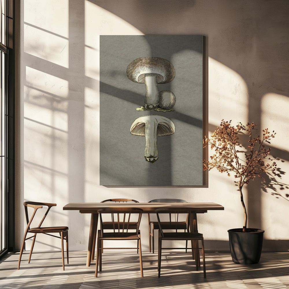 Field Mushroom | Canvas