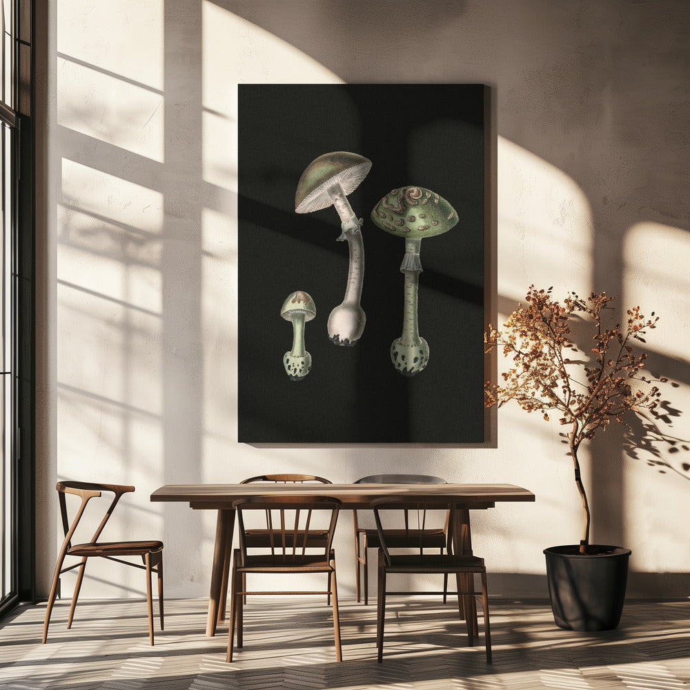 Amanita Muscaria Dark Background | Canvas