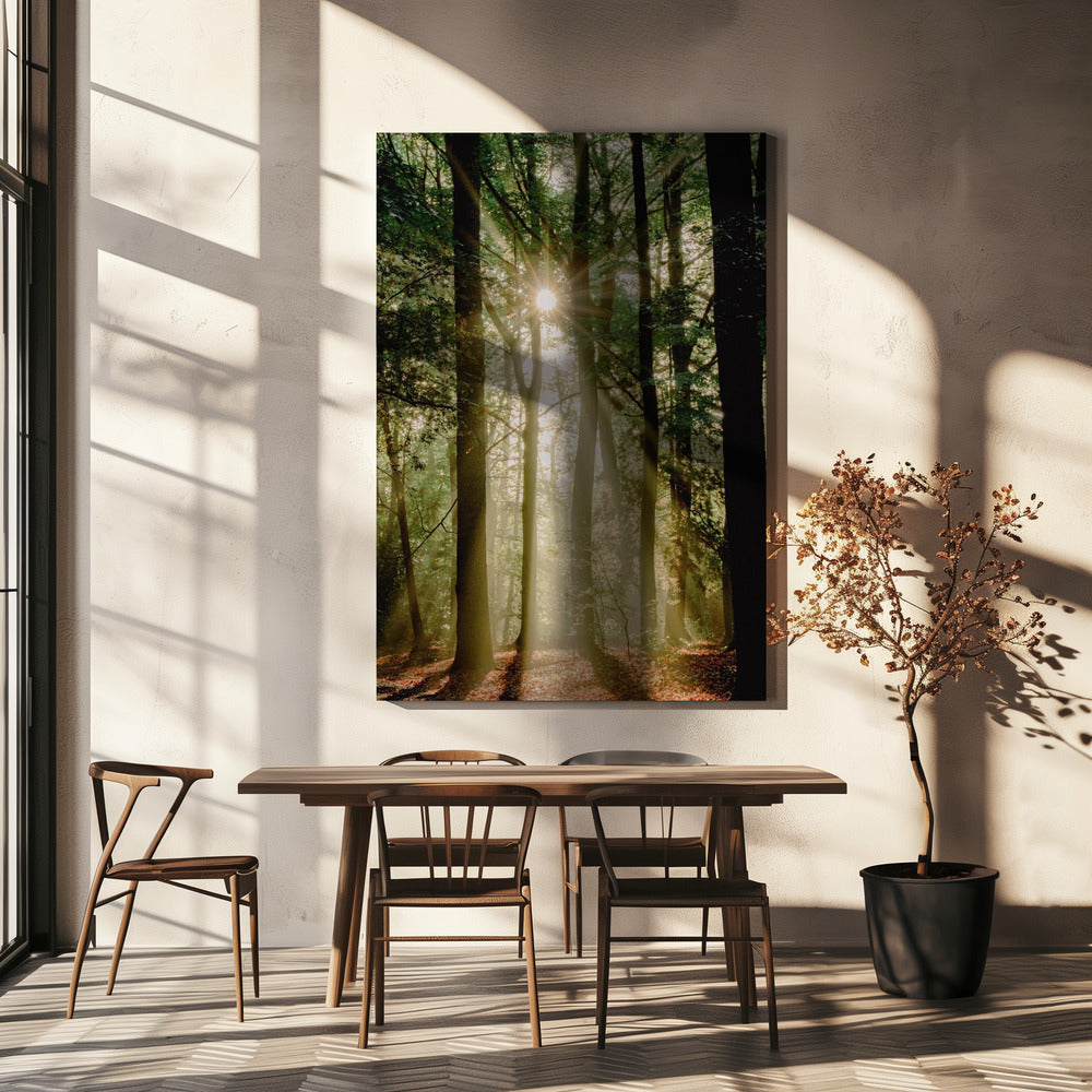 Sunbeams through the forest | Canvas