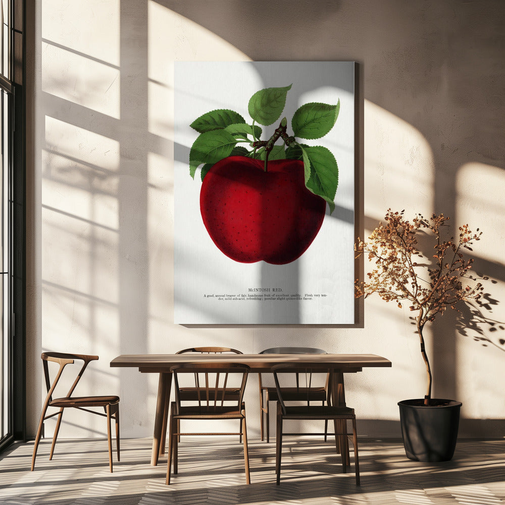 Mcintosh Red Apple Lithographie | Leinwand