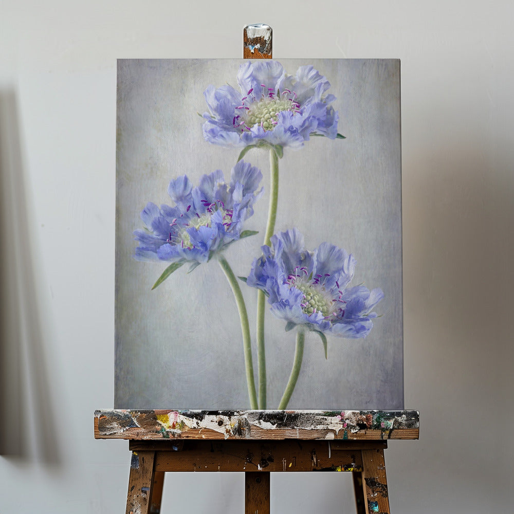 Scabiosa | Canvas