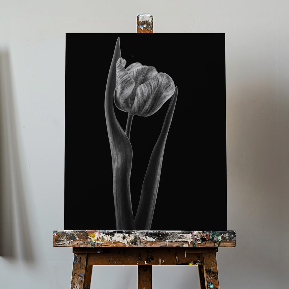 Rembrandt-Tulpe | Leinwand-Bilder