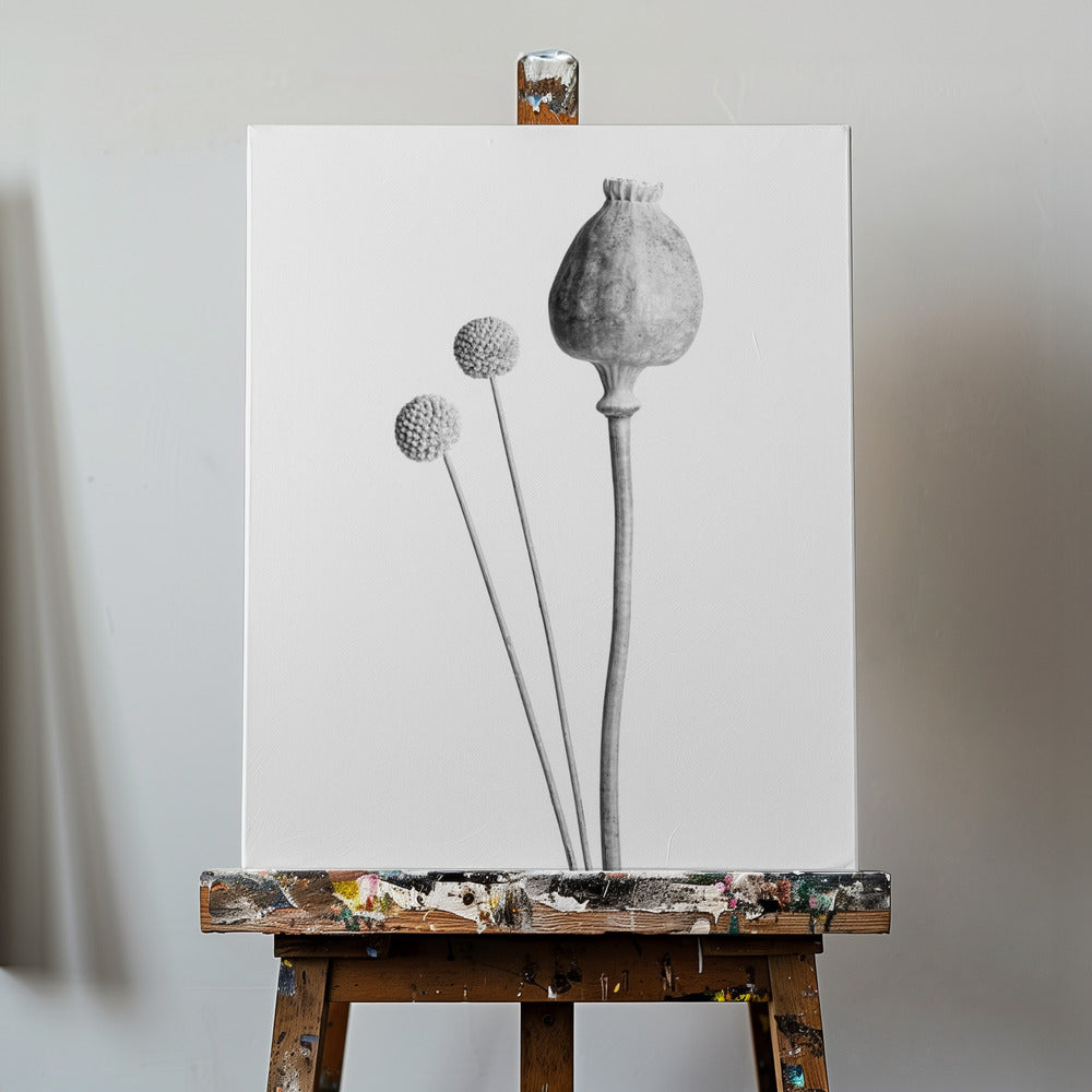 Poppy Seed Capsule Black and White | Canvas