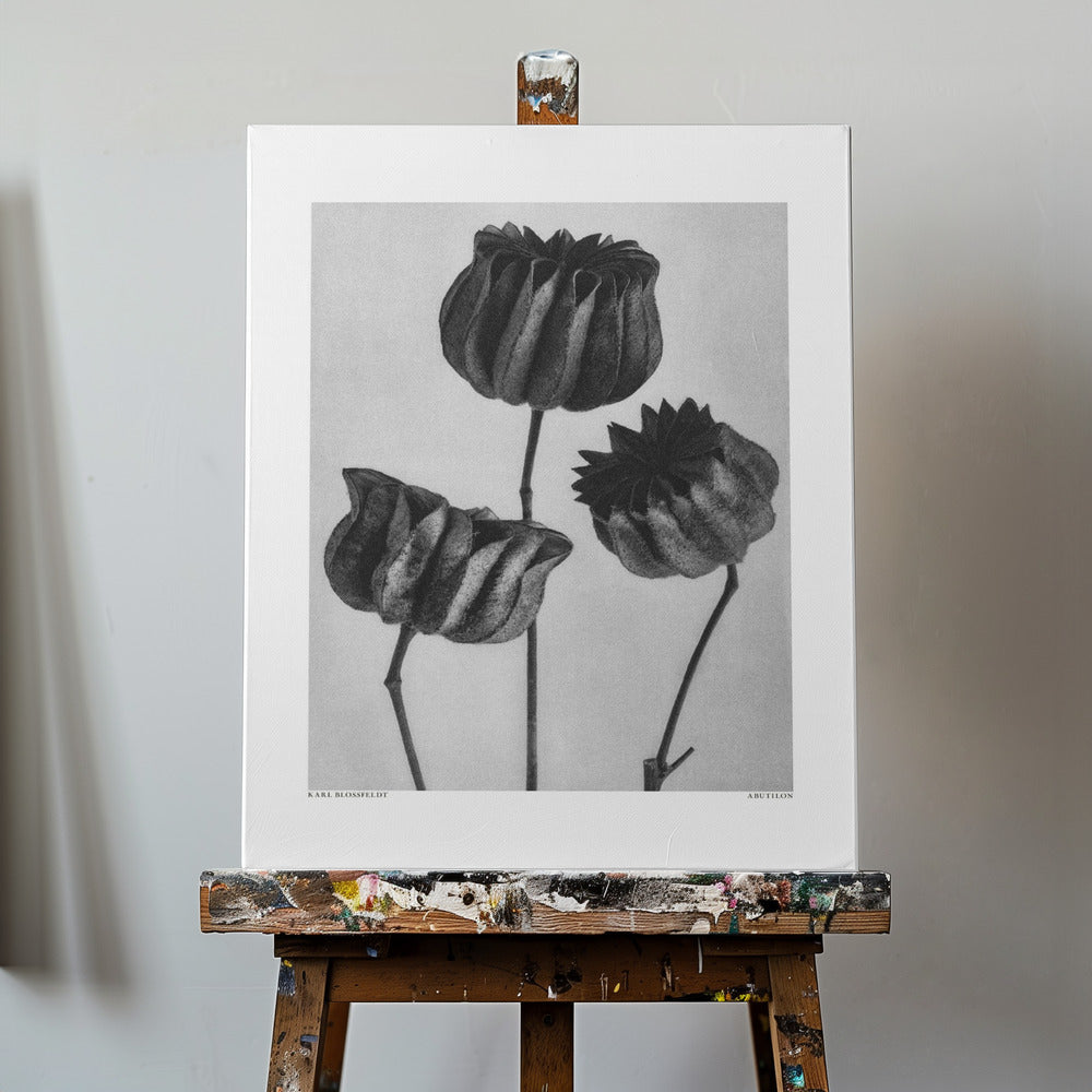 Abutilon (ślaz lekarski) Wydruki na łótnie