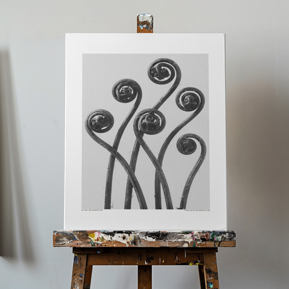 Adiantum pedatum | Wydruki na łótnie