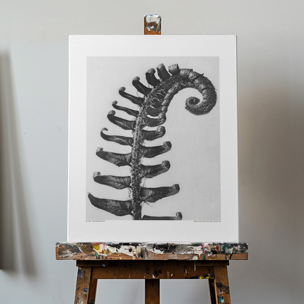 Czerwonokwiat pospolity Wydruki na łótnie