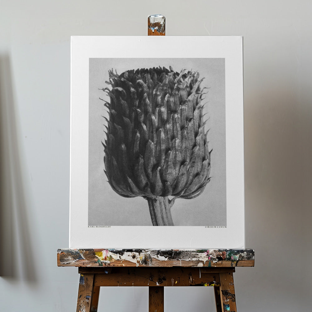 Cirsium Canum (oset) | Wydruki na łótnie