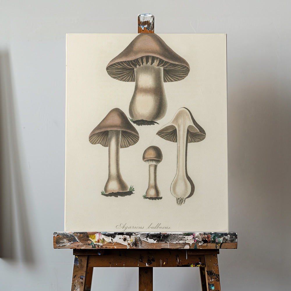 Agaricus Bulbosus Illustration. Medical Botany 1836 | Canvas