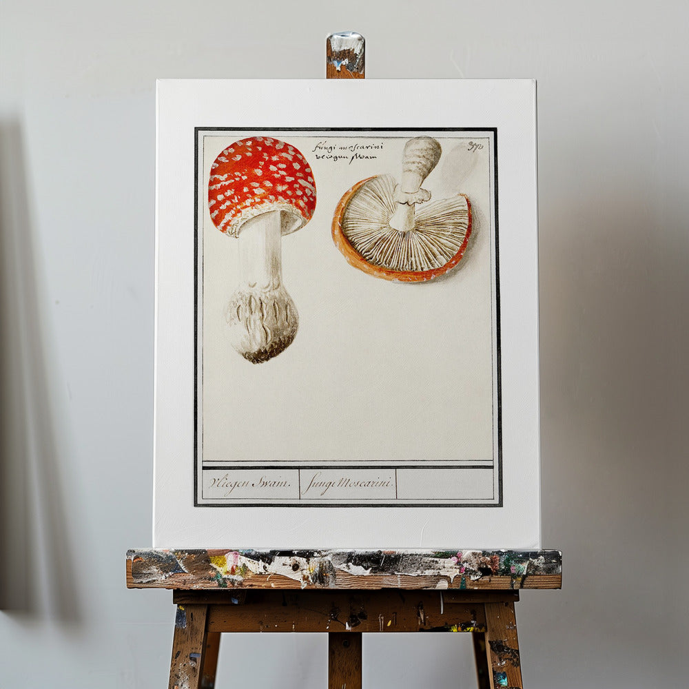 Fly Agaric, Amanita Muscaria | Canvas