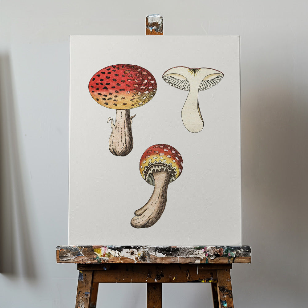 Hand Drawn Fly Agaric Mushroom | Canvas
