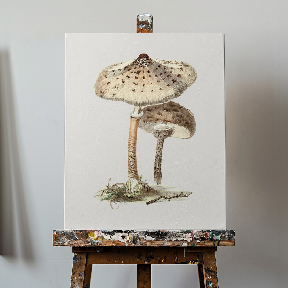 Hand Drawn Parasol Mushroom | Canvas