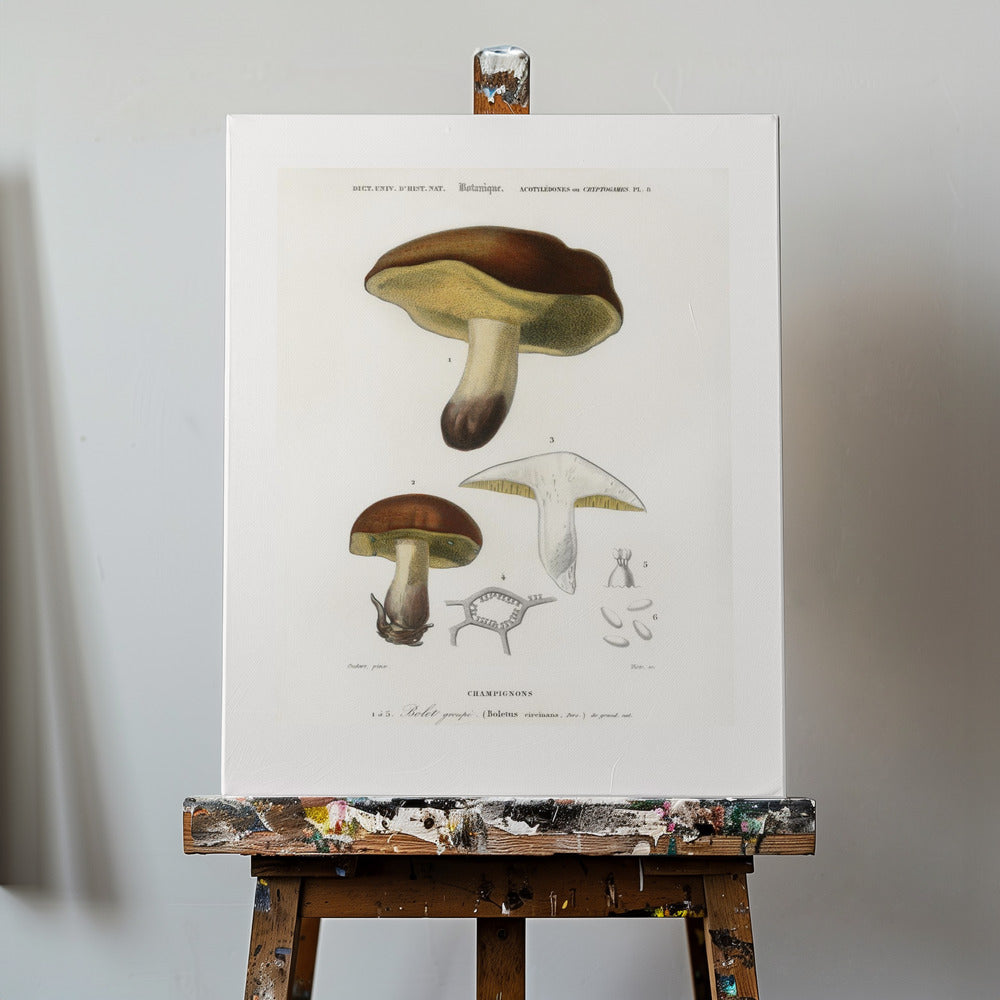 Mushroom (boletus Circinans) | Canvas