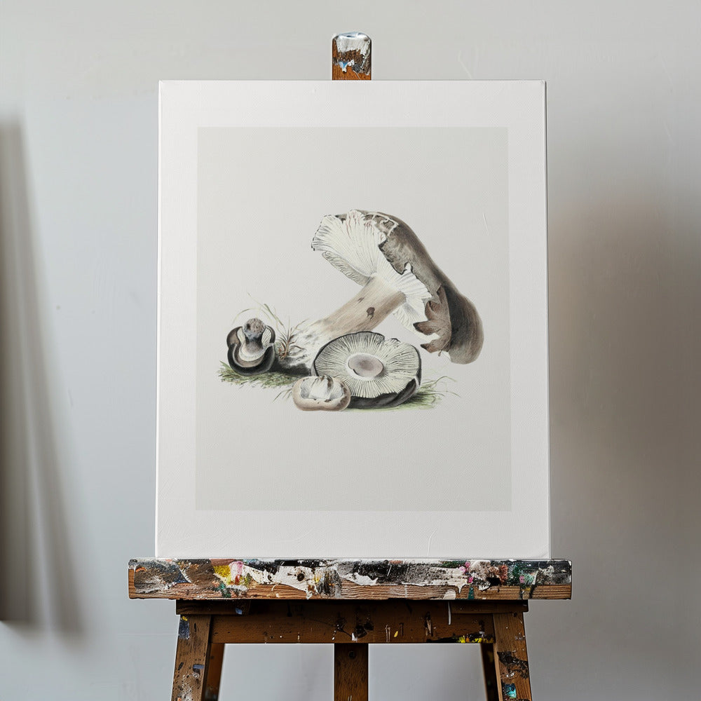 Vintage Agaricus Augustus Mushroom 50x70 | Canvas