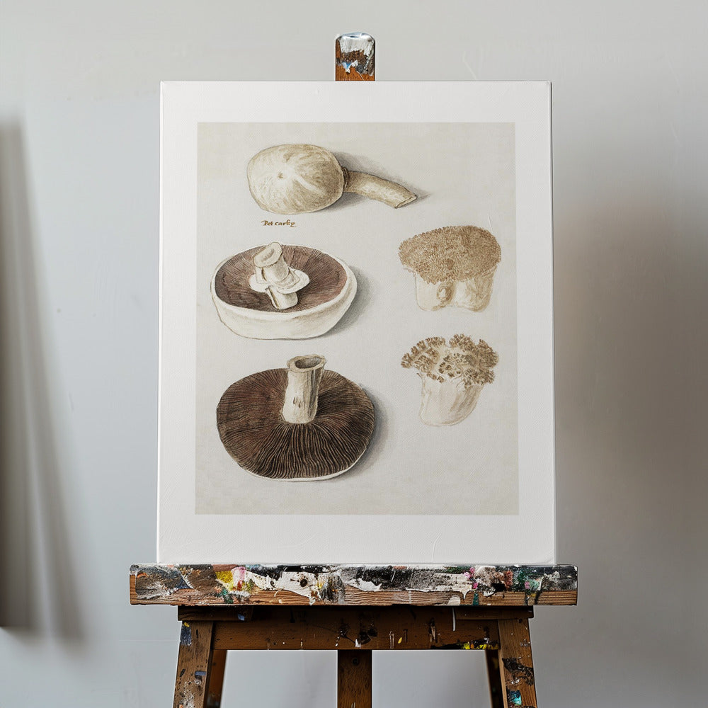Common Meadow Mushroom, Agaricus Campestris Standing | Canvas