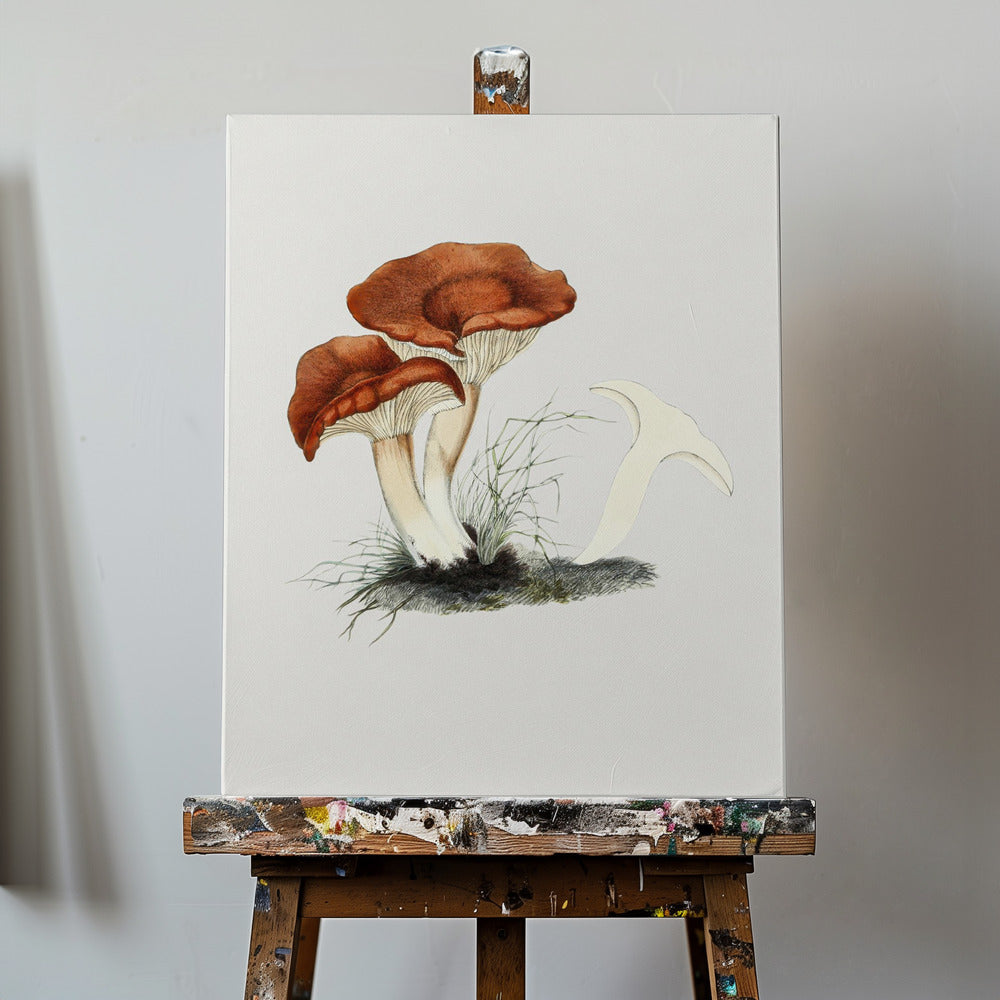 Hand Drawn Rufous Milkcap Mushroom | Canvas
