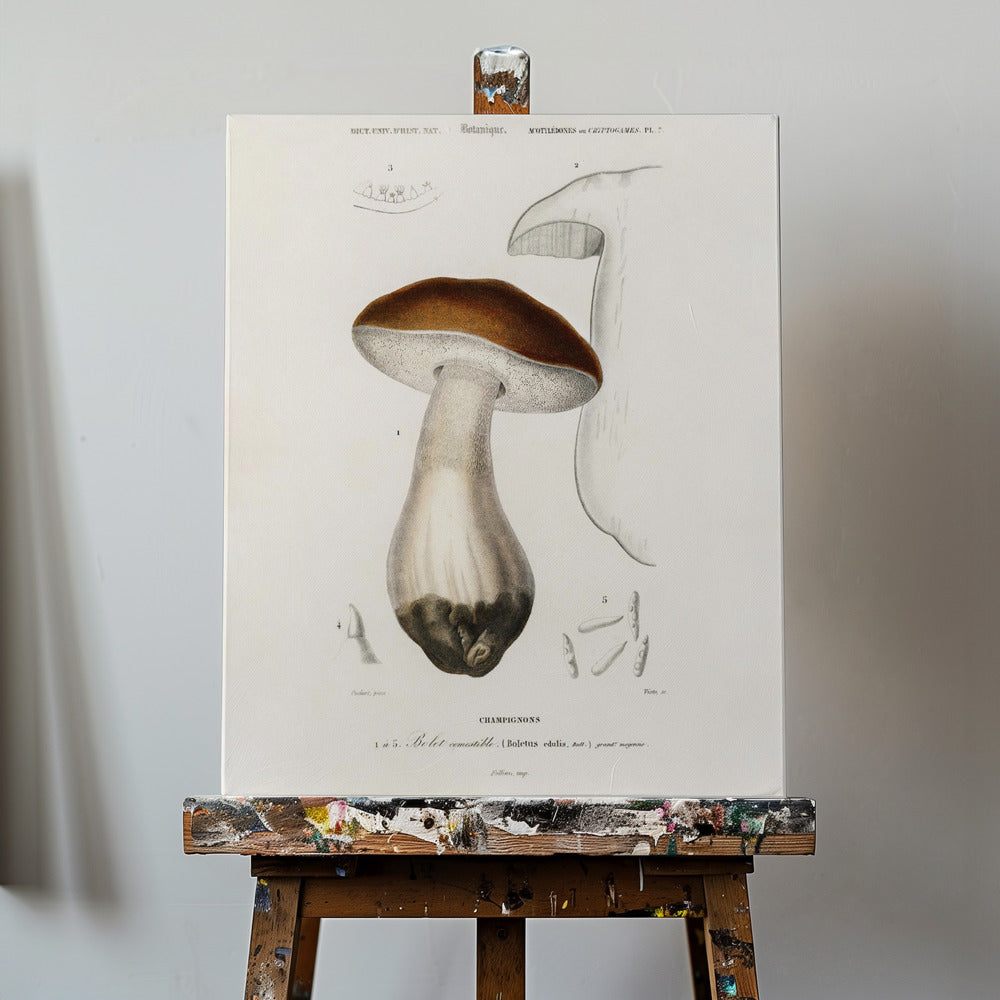 Penny Bun (boletus Edulis) | Canvas