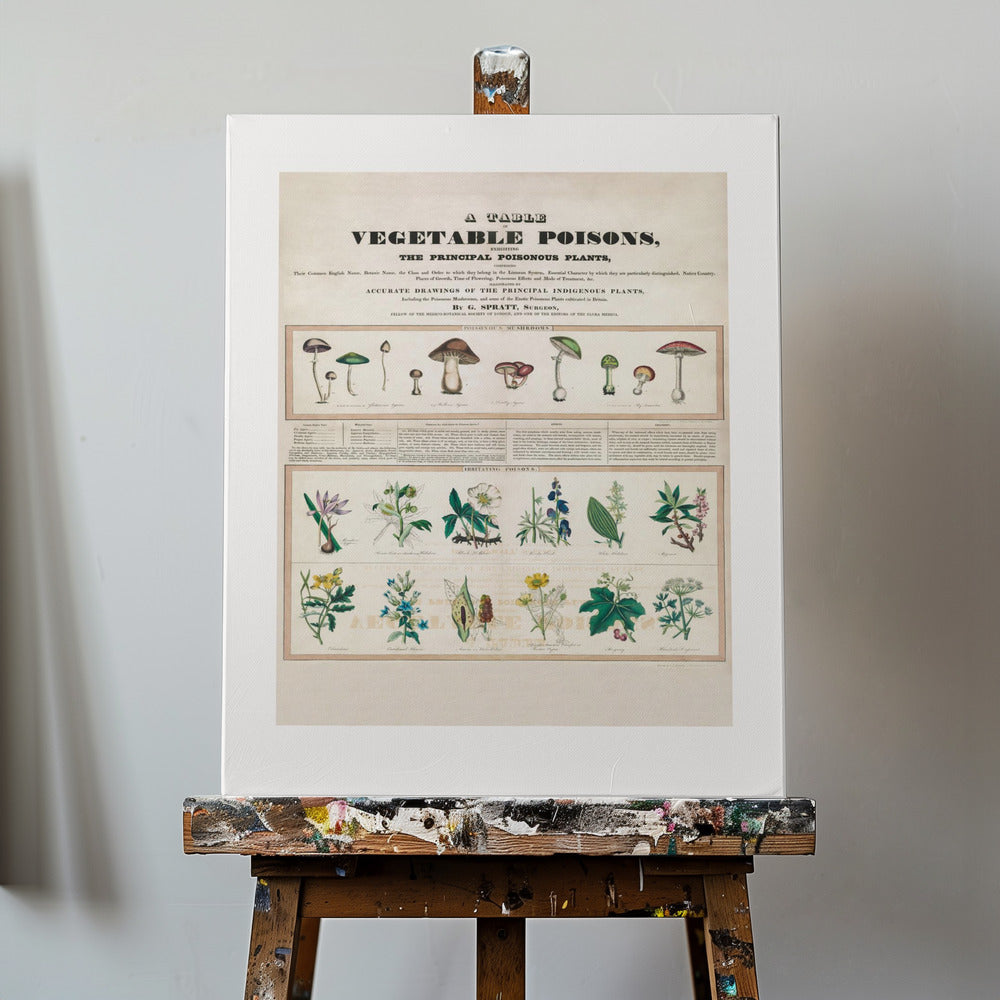 Myrkylliset sienet Ärsyttävät myrkyt | Canvastaulut