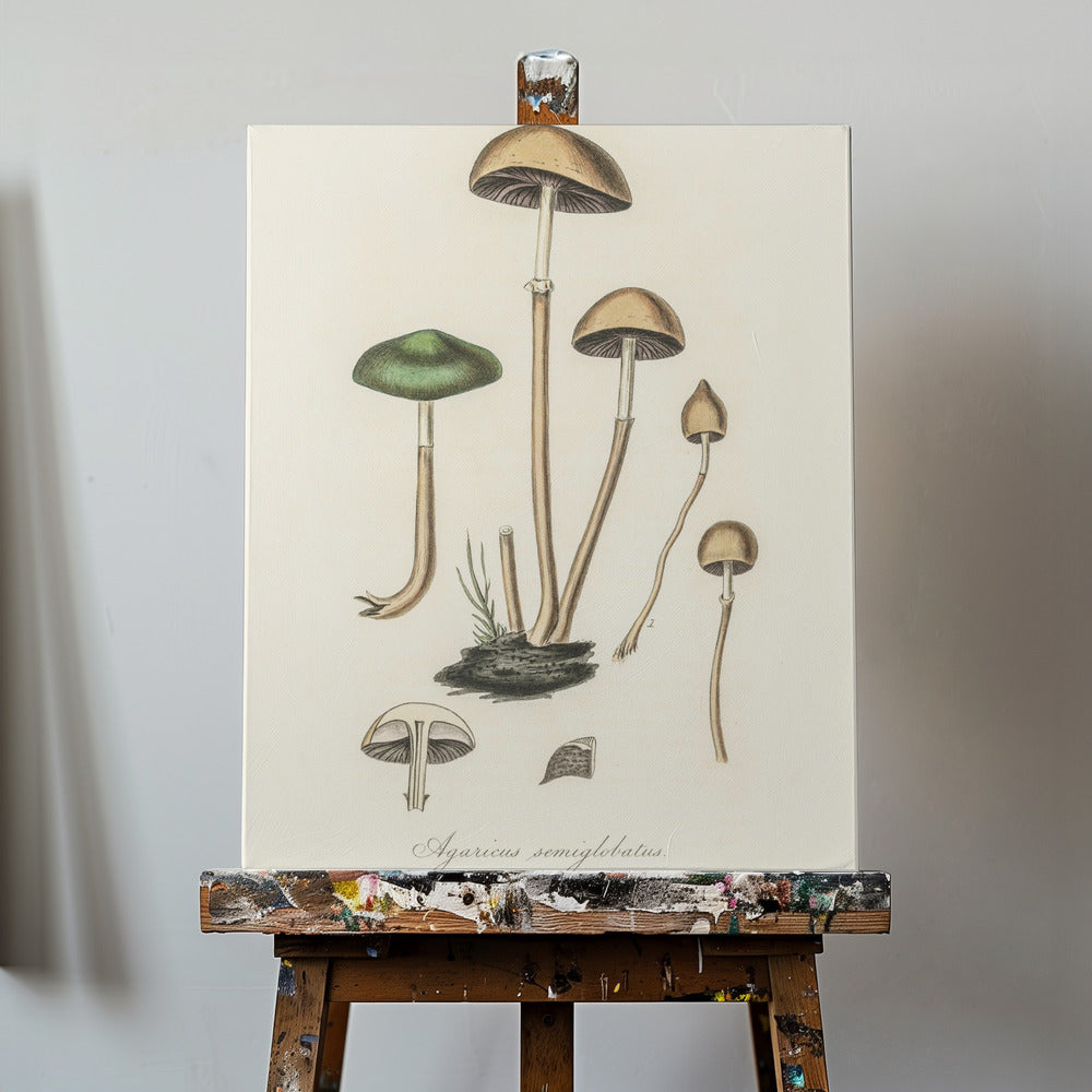 Agaricus Semiglobatus | Canvas