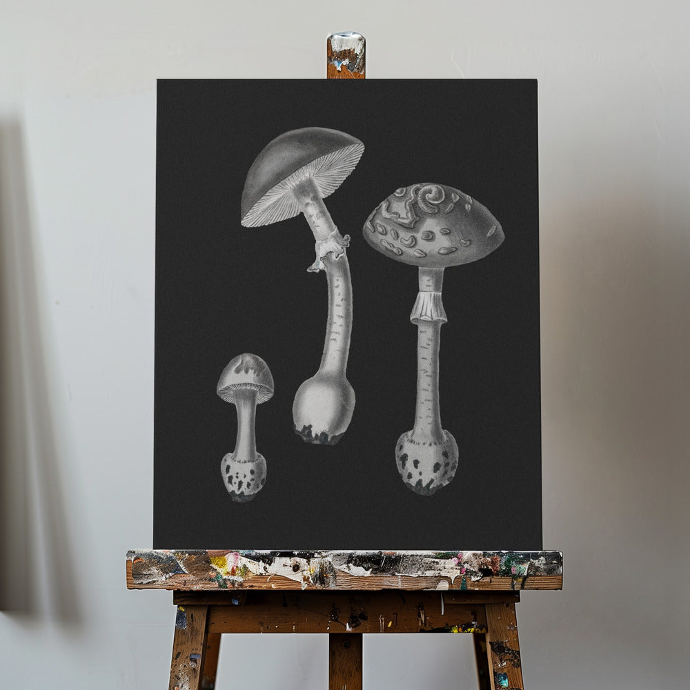 Amanita Muscaria Black Backgound BW | Canvas
