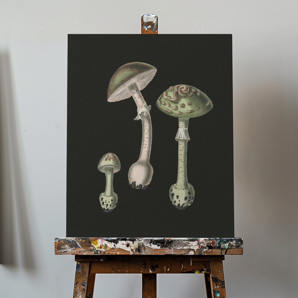 Amanita Muscaria Sfondo scuro | Stampe su Tela