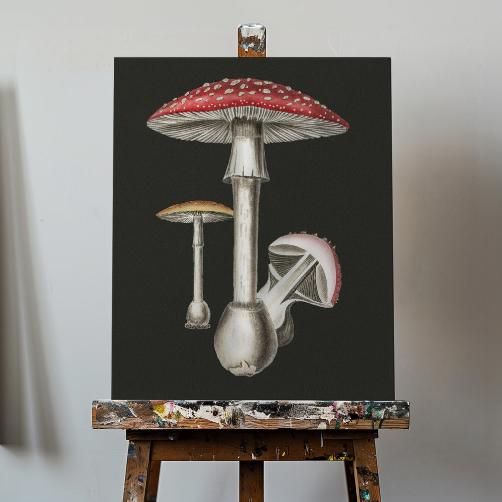 Amanita Muscaria Fondo Oscuro | Impresiones en Lienzo