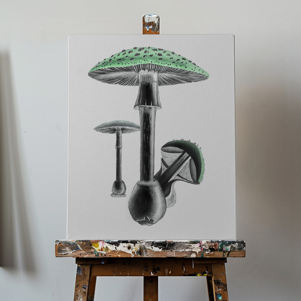 Amanita Muscaria Białe Tło Zielone | Wydruki na łótnie