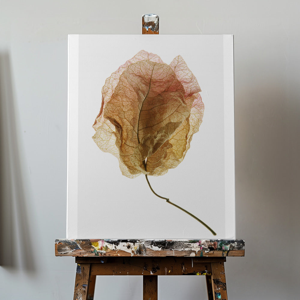 Bougainvillea-studie nr 6 | Canvas