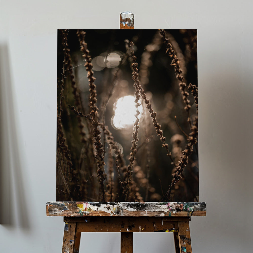 Luci d'autunno 2 | Stampe su Tela