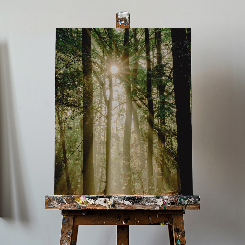 Solstråler gennem skoven | Lærredsbilleder