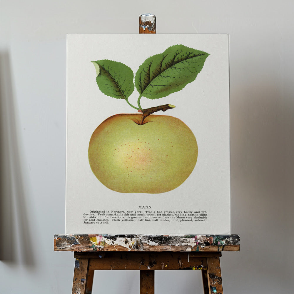 Mann Apple Lithographie | Leinwand