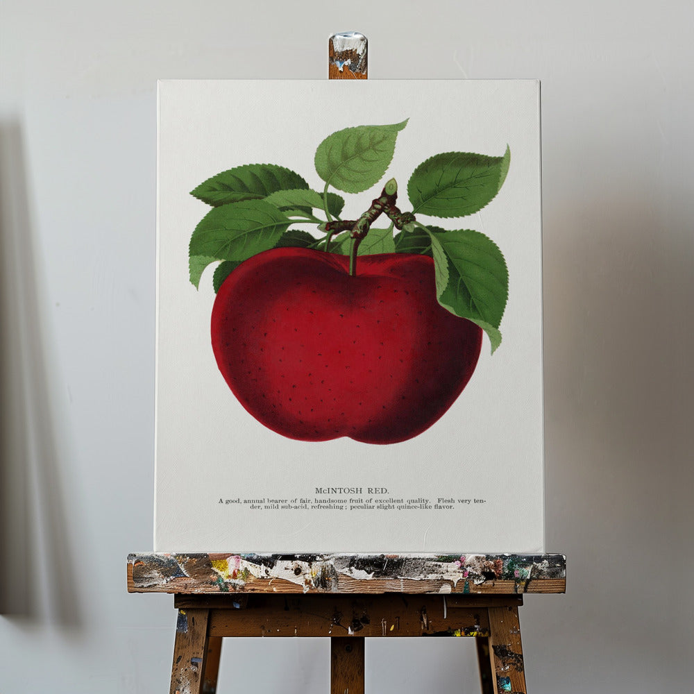 Mcintosh Red Apple Lithographie | Leinwand