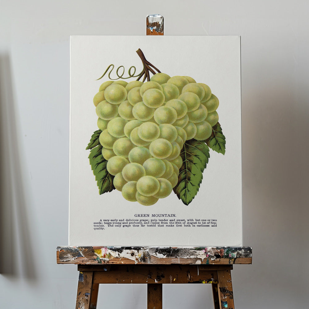 Lithografie „Grüne Bergtraube“ | Leinwand