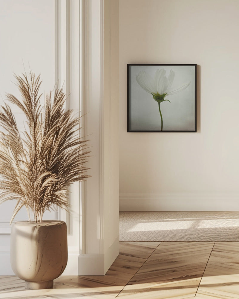 White cosmos | Poster